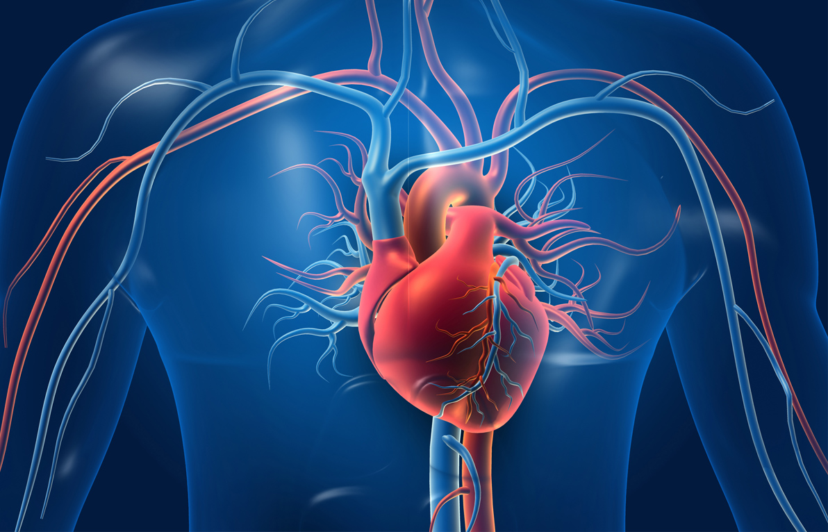 Understanding Different Types Of Heart Diseases